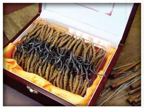 靖江冬虫夏草回收